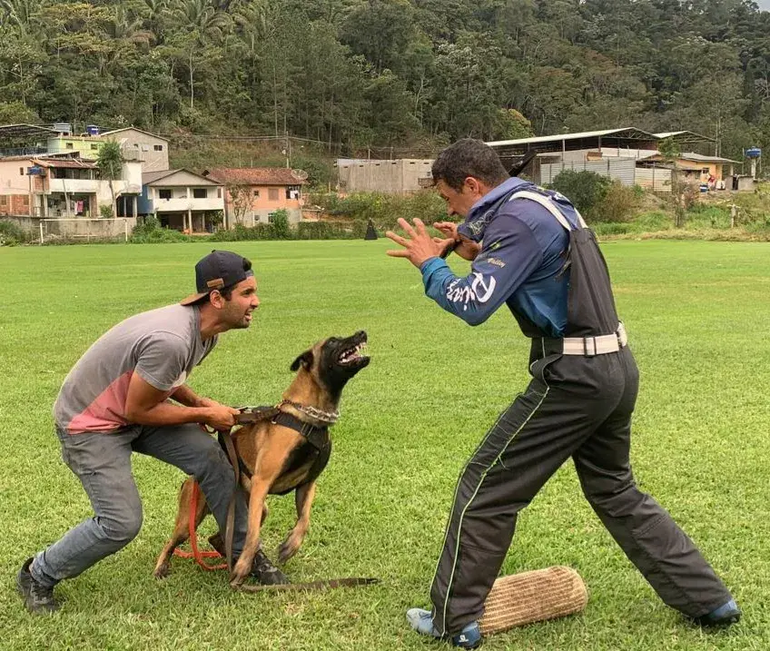 Cães adestrados a venda