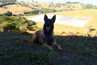 Canil de pastor belga malinois