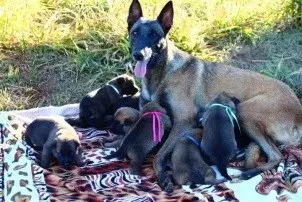 Canil de pastor belga malinois em São José dos Campos