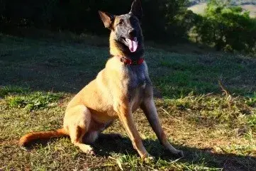 Canil de pastor belga malinois em SP