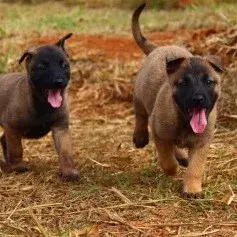 Canil de pastor belga malinois no RJ