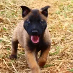 Comprar pastor belga malinois