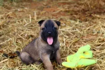 Comprar pastor belga malinois no Paraná