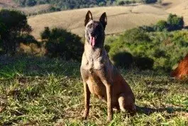 Filhote de pastor belga malinois