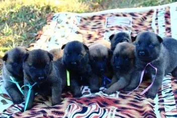 Filhote de pastor belga malinois em BH