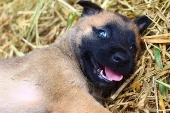 Filhote de pastor belga malinois em São José dos Campos