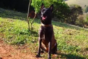 Filhote de pastor belga malinois no RJ