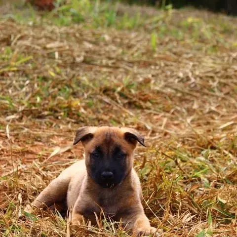 Pastor belga malinois no RJ