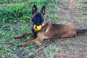 Pastor belga malinois preco