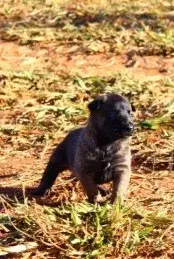 Preco de pastor belga malinois em SP