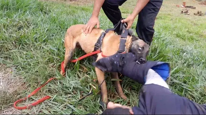 Venda de cachorros treinados em São Paulo