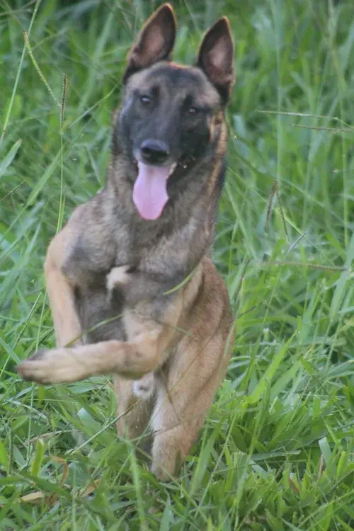 Venda de cães adestrados em Campinas