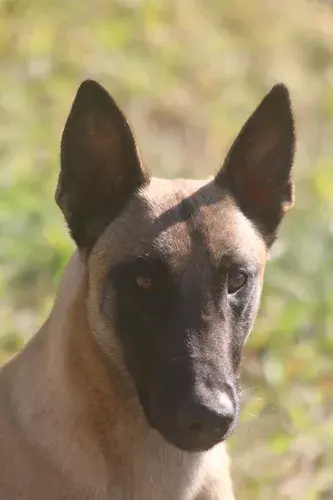 Venda de cães adestrados em São Jos dos Campos