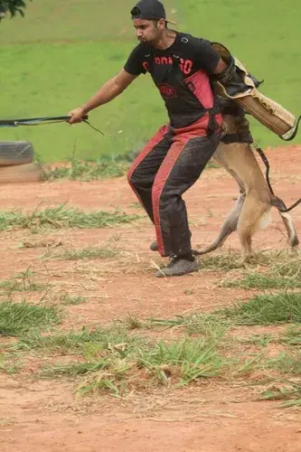 Venda de cães adestrados em São Paulo