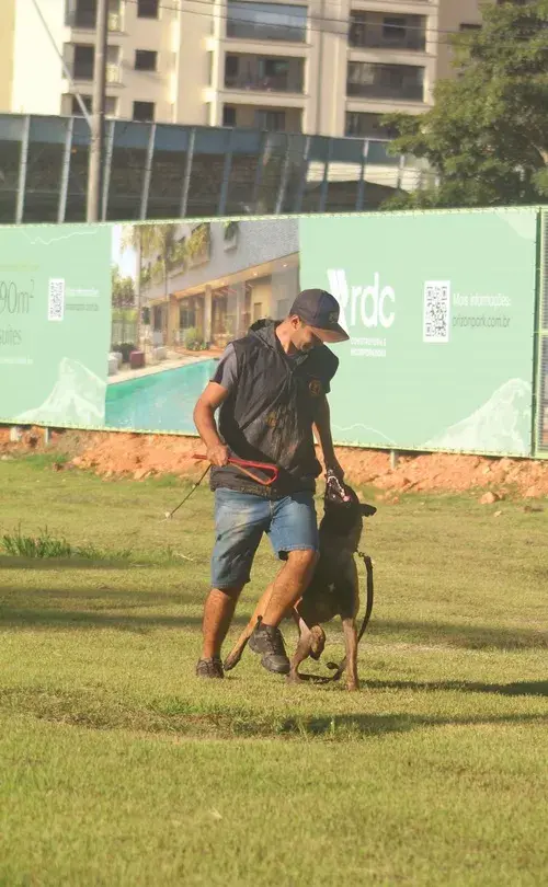 Venda de ces adestrados em Sorocaba