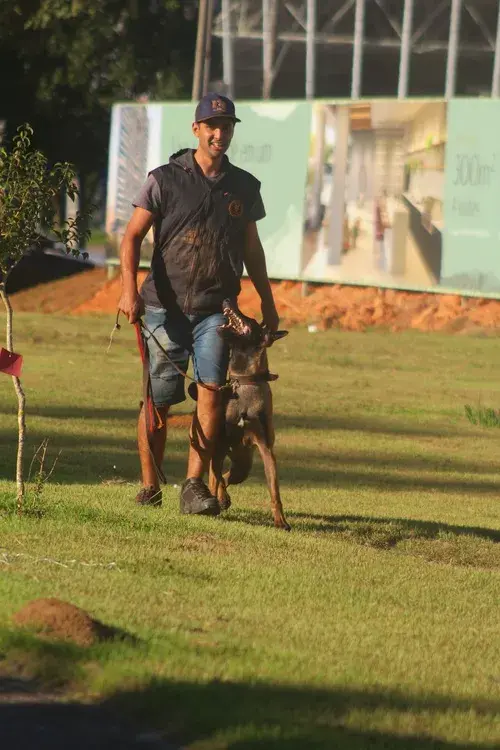 Venda de cães adestrados em São Paulo