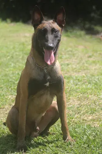 Venda de cães adestrados no Rio de Janeiro