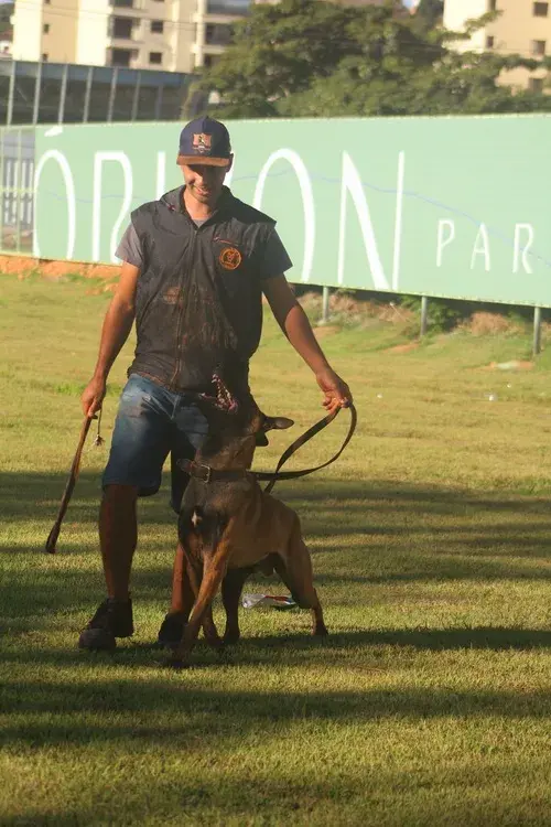 Venda de cães adestrados no sul de Minas