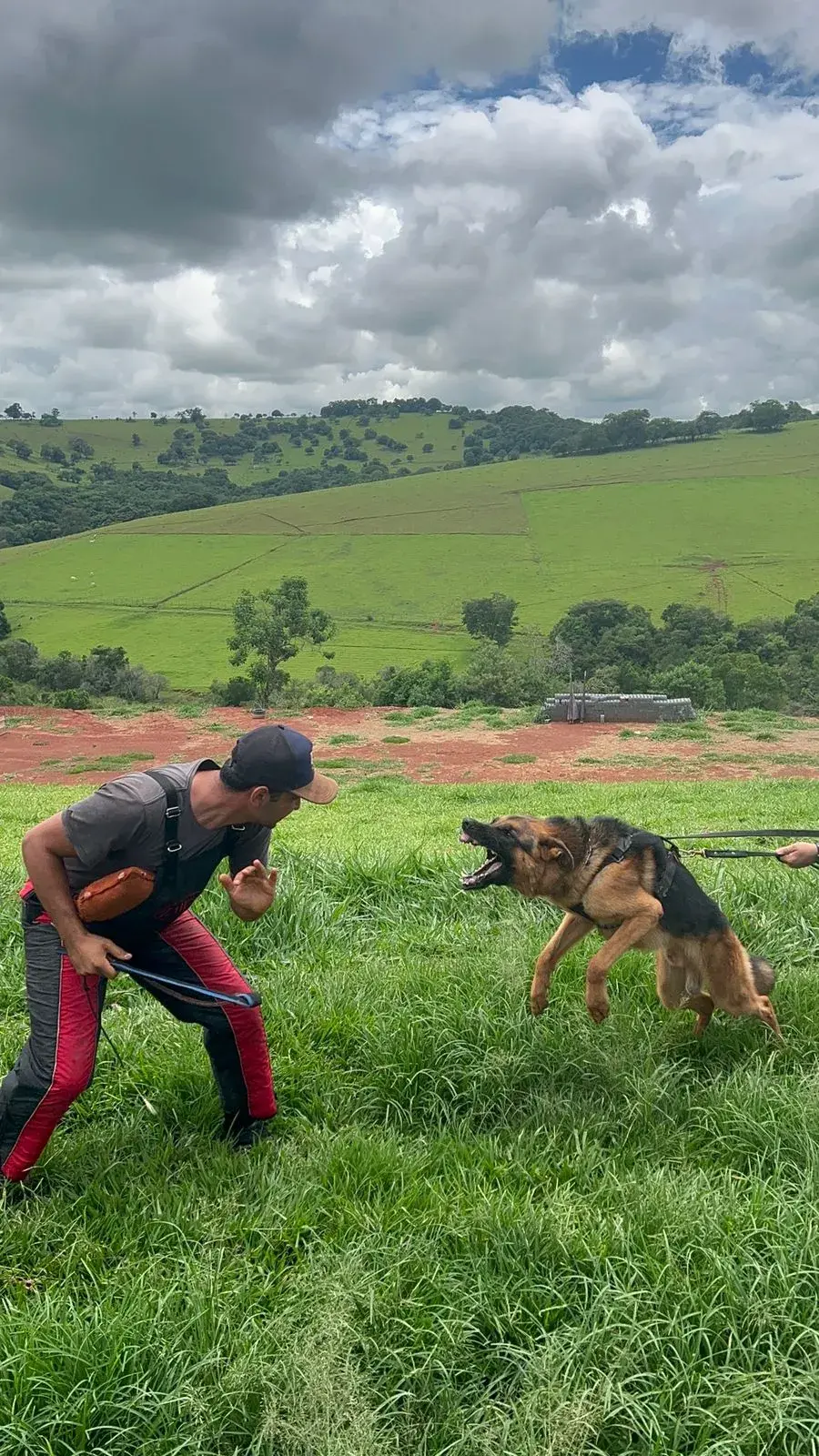 Venda de cães de guarda adestrados