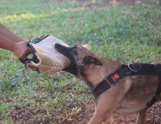 Venda de cães de guarda em MG