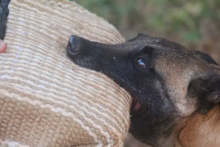 Venda de cães de guarda em São Paulo