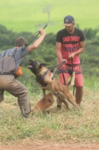 Venda de cães treinados