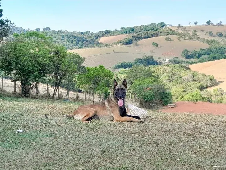 Venda de cães treinados em Campinas