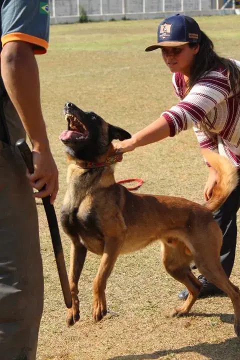 Venda de cães treinados em São Paulo