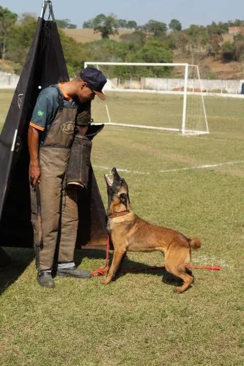 Venda de cães treinados no RJ