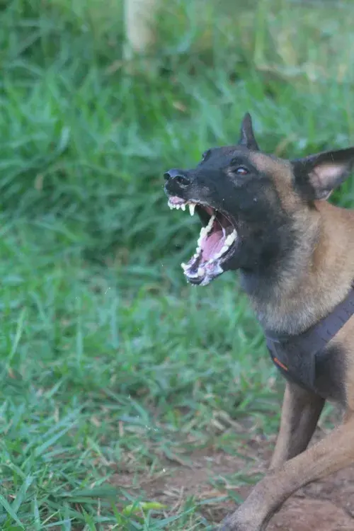 Venda de cães treinados para empresa de segurança