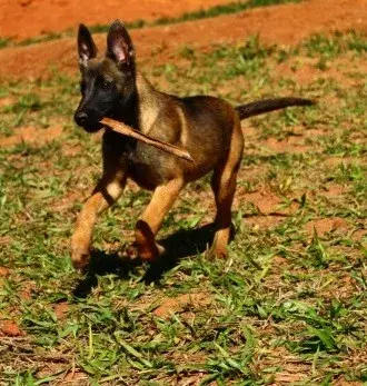 Venda de pastor belga malinois em BH