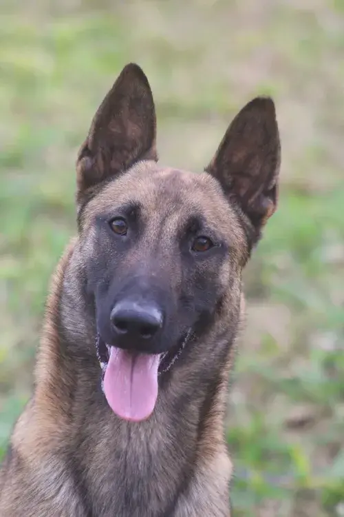 Venda de pastor belga malinois em São José dos Campos