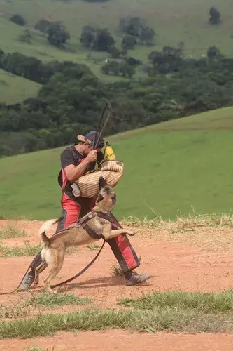 Venda de pastor belga malinois no Rio de Janeiro