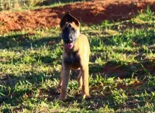 Venda de pastor belga malinois no RJ