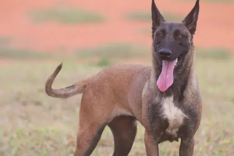 Venda de pastor belga malinois treinado em MG