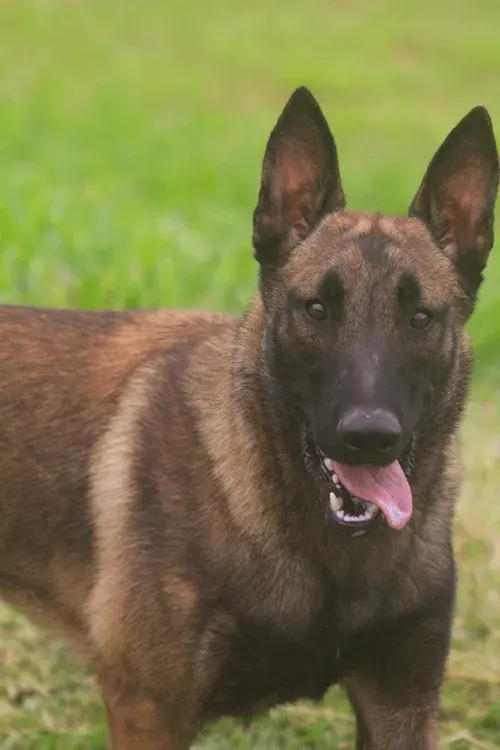 Venda de pastor belga malinois treinado em São Paulo