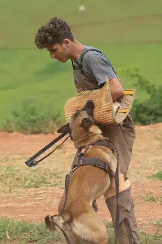 Venda de pastor belga malinois treinado em Sorocaba