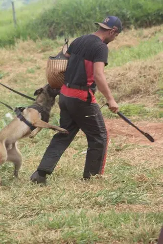 Venda de pastor belga malinois treinado no RJ